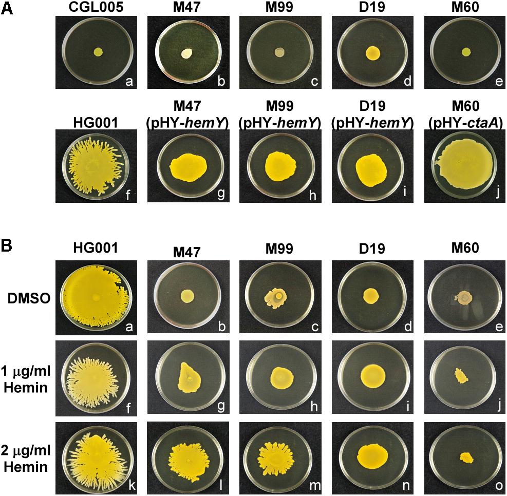 Staphylococcus aureus forms spreading dendrites that have characteristics  of active motility