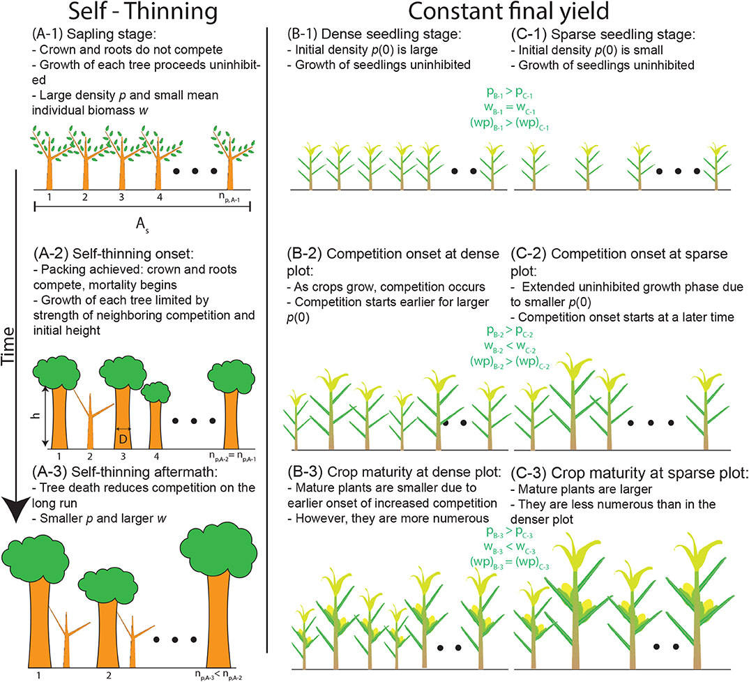 Frontiers Recovering The Metabolic Self Thinning And Constant Final Yield Rules In Mono Specific Stands Forests And Global Change