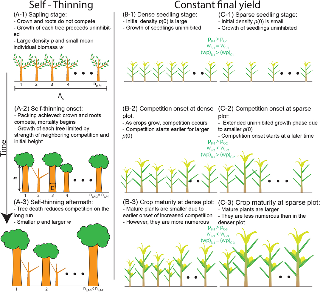 Apparent competition - Definition and Examples - Biology Online Dictionary