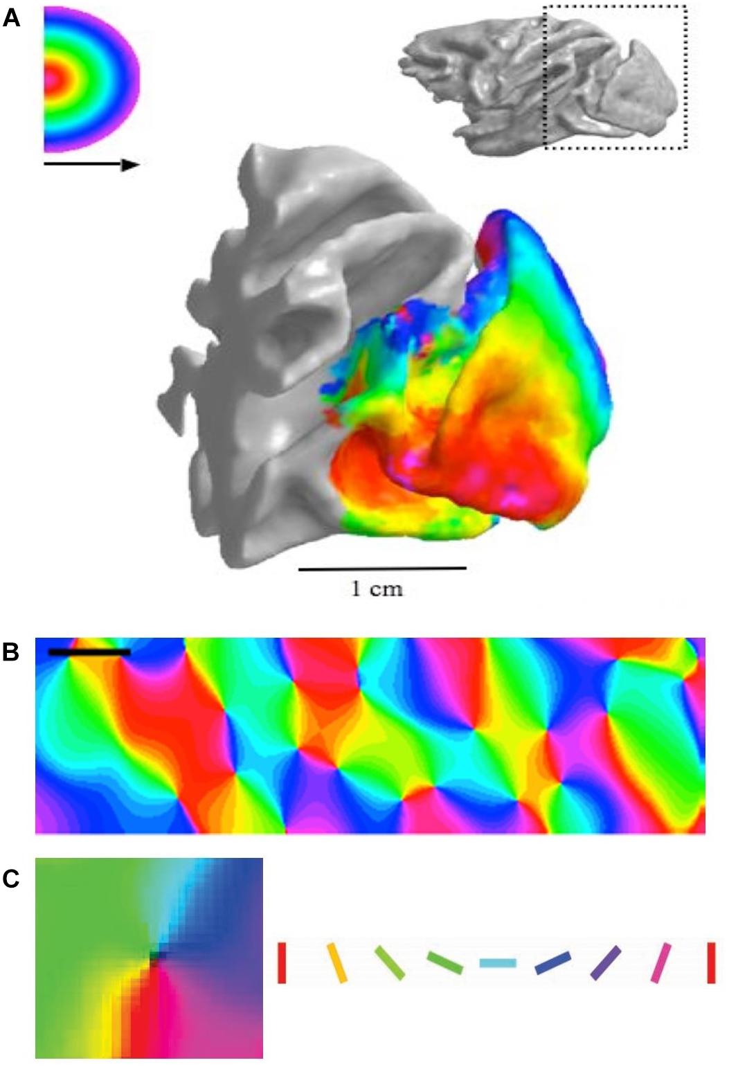 Isodensity map of the distribution of cones in bat retina. The map