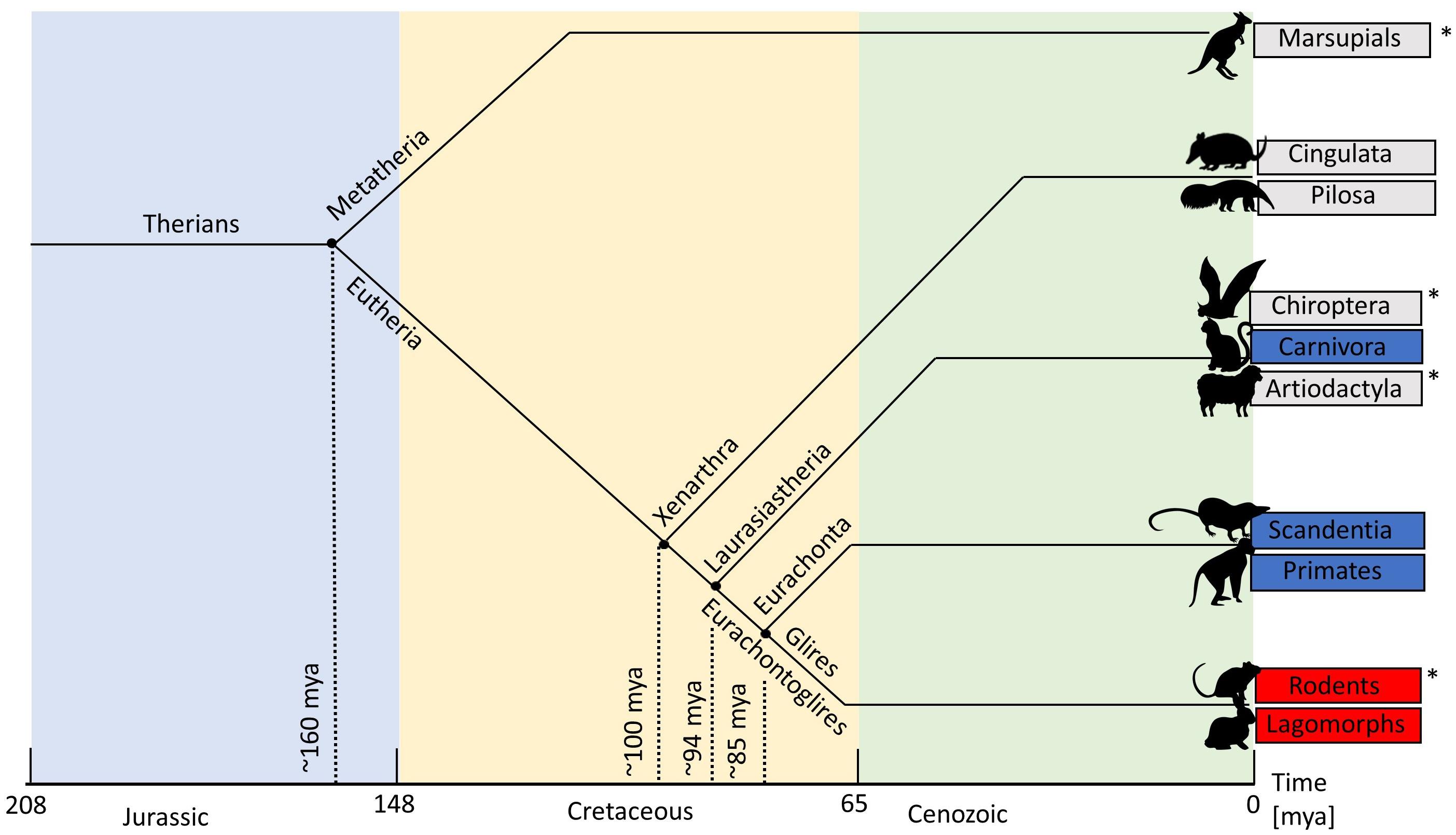 Isodensity map of the distribution of cones in bat retina. The map