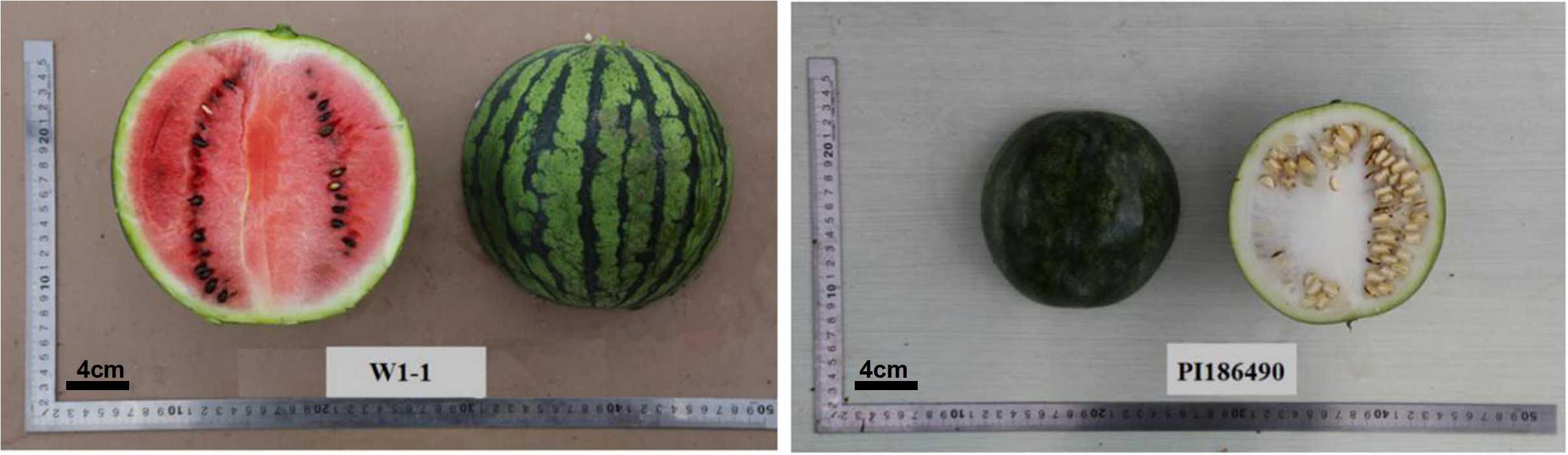 Frontiers | Linkage Mapping and Comparative Transcriptome Analysis of  Firmness in Watermelon (Citrullus lanatus)