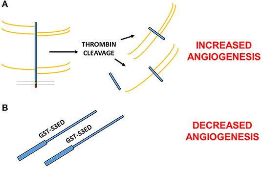 Syndecan-3 is selectively pro-inflammatory in the joint and contributes to  antigen-induced arthritis in mice, Arthritis Research & Therapy