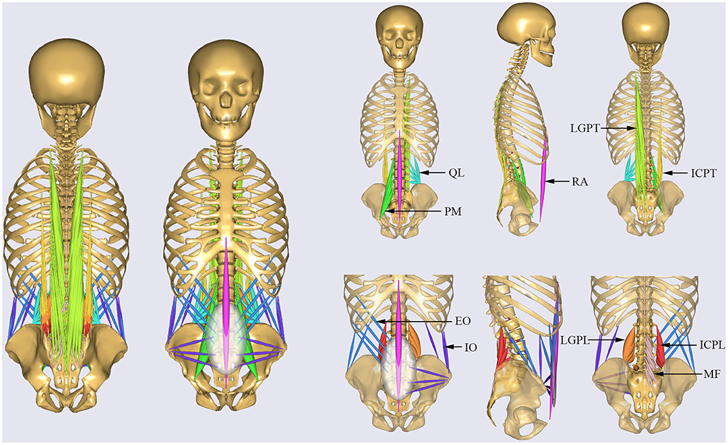 Summary of effects of different body positions on IAP compared to the