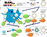 protein scaffold for bacterial vaccine protein scaffold for bacterial vaccine