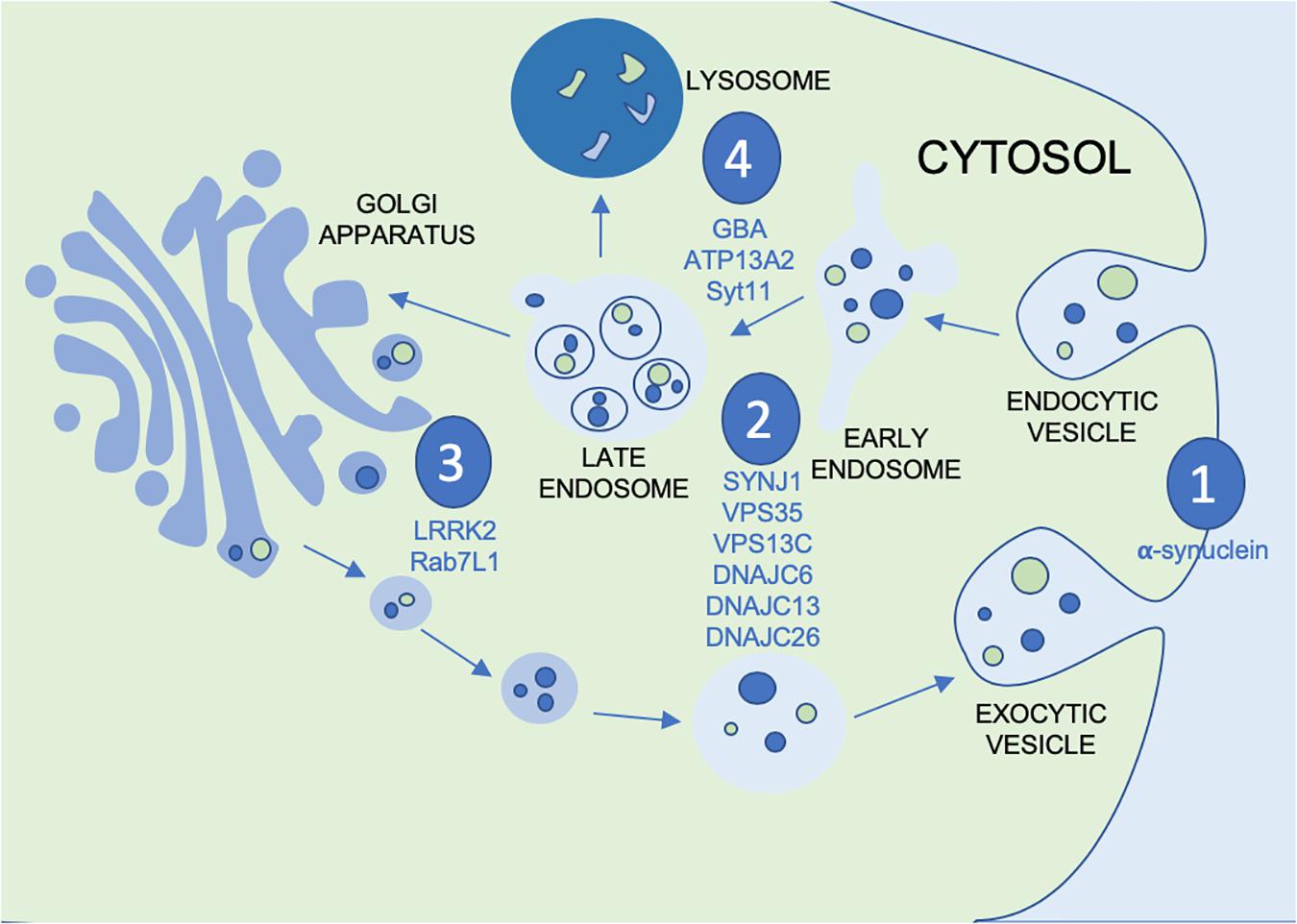 Frontiers Vesicular Dysfunction And The Pathogenesis Of Parkinsons