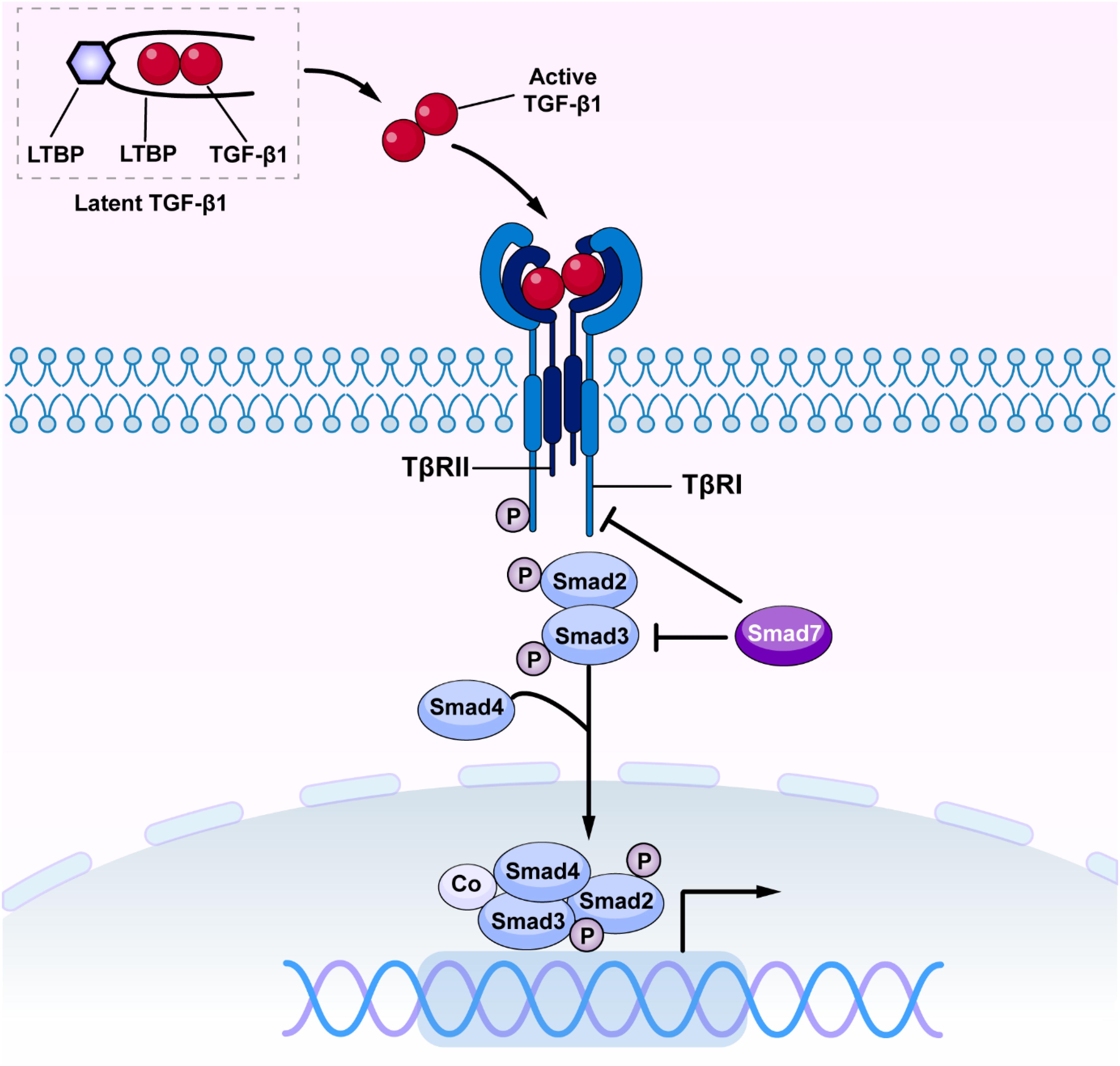 Frontiers Diverse Role Of Tgf B In Kidney Disease Cell And Developmental Biology