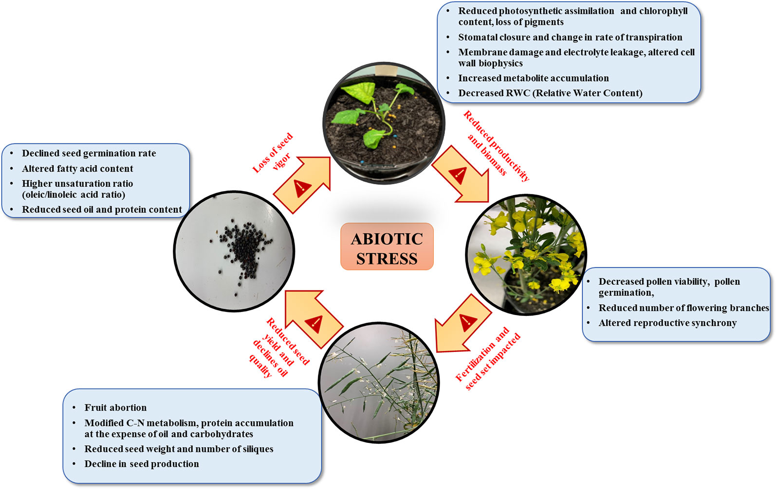 Frontiers Engineering Multiple Abiotic Stress Tolerance In Canola Brassica Napus Plant Science