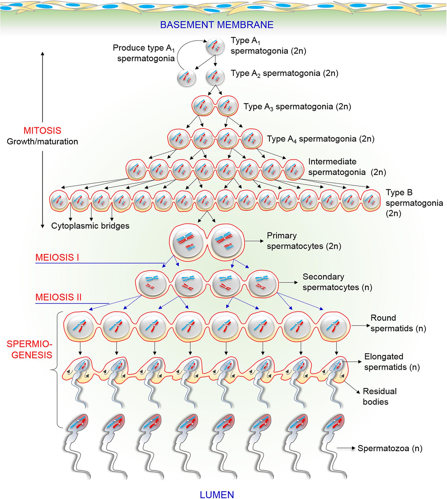 Chromosomes in sperm cells