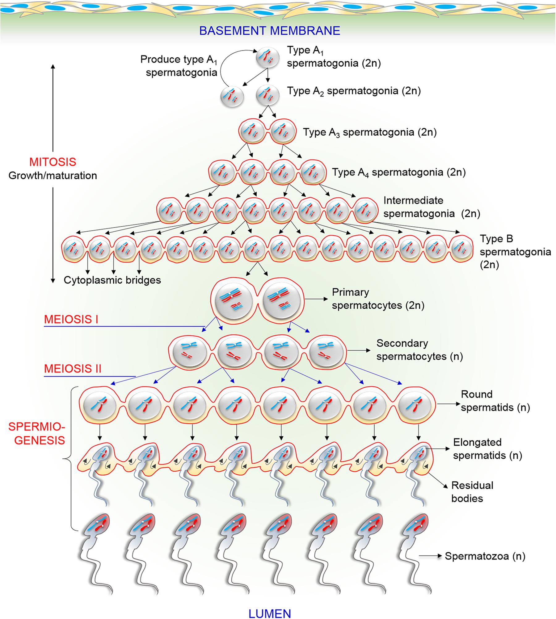 Frontiers New Biological Insights On X And Y Chromosome Bearing Spermatozoa Cell And Developmental Biology