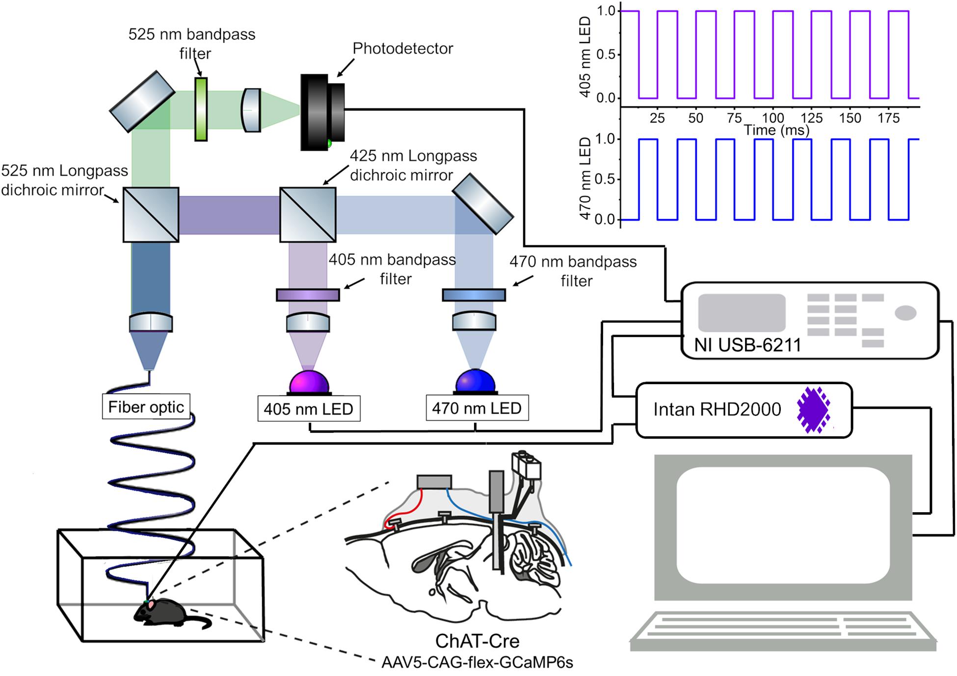 How can I measure brain acetylcholine levels in vivo? Advantages