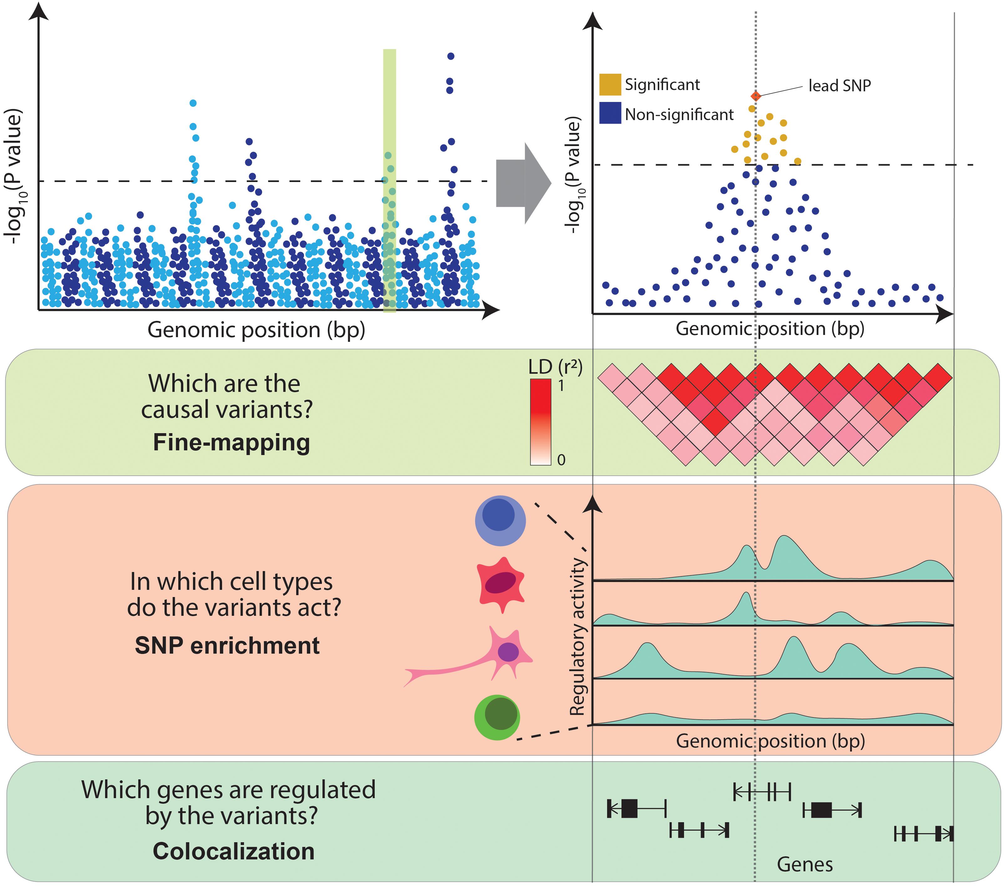 Integrating genome-wide association study with transcriptomic data