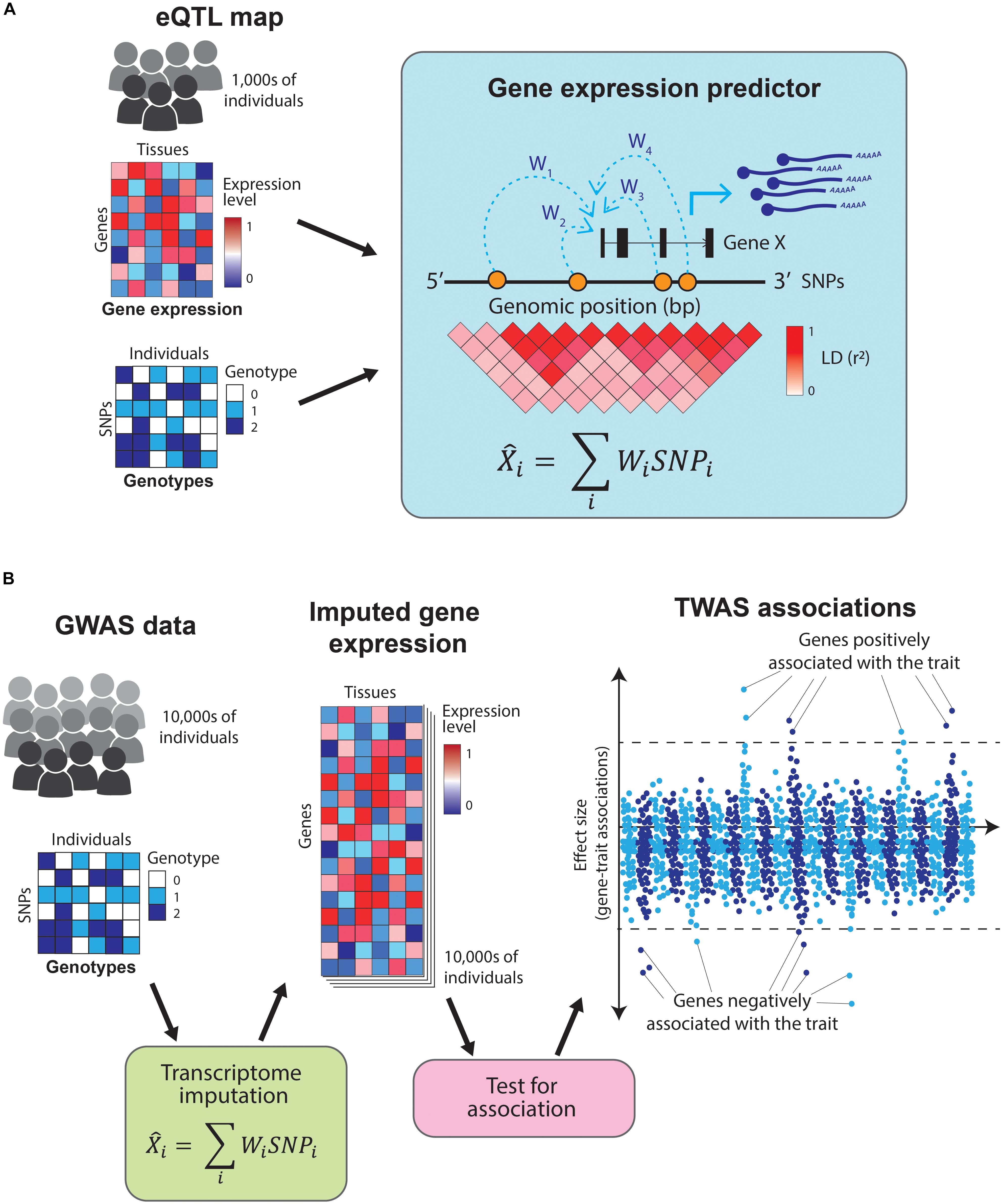 Single-Cell Epigenomics and Functional Fine-Mapping of