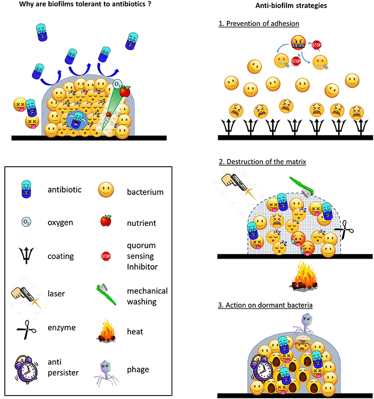 Figure 2 - (Left) Why biofilms are tolerant to antibiotics.