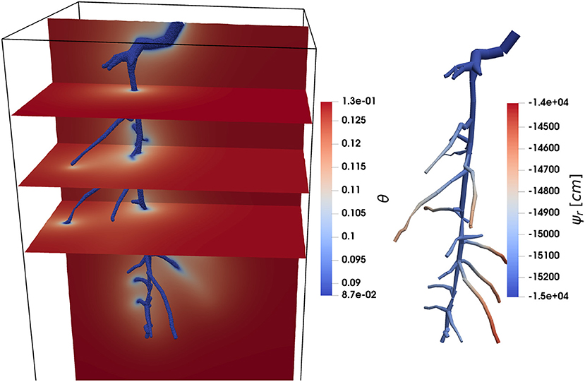 Root 1d-3d