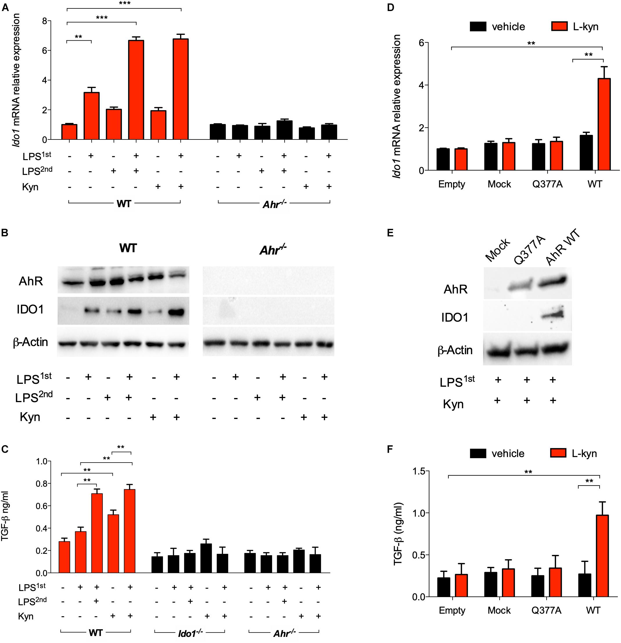 Frontiers Pharmacologic Induction Of Endotoxin Tolerance In Dendritic Cells By L Kynurenine Immunology