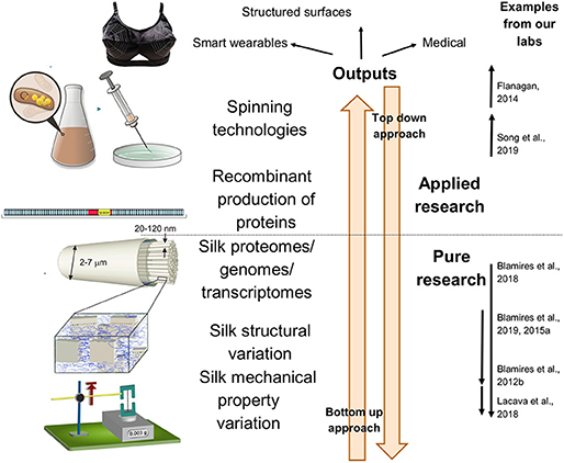 Why understanding how spiders spin silk may hold clues for