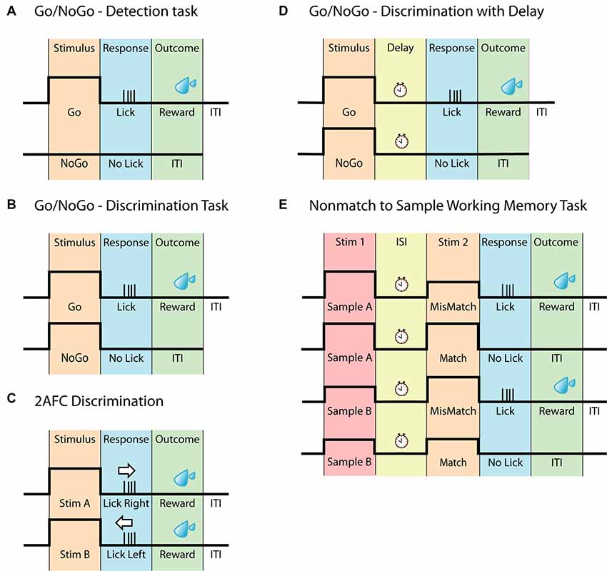 Dynamics of Visual Perceptual Decision-Making in Freely Behaving