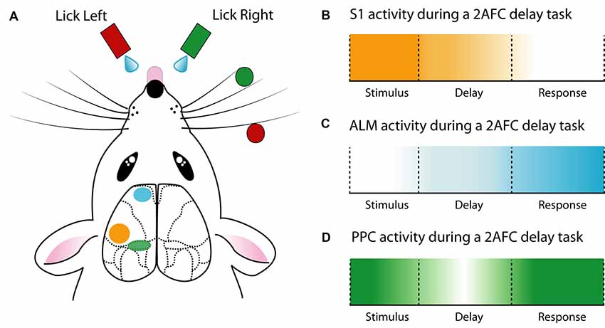 Frontiers Decision Making as a Learned Skill in Mice and Humans