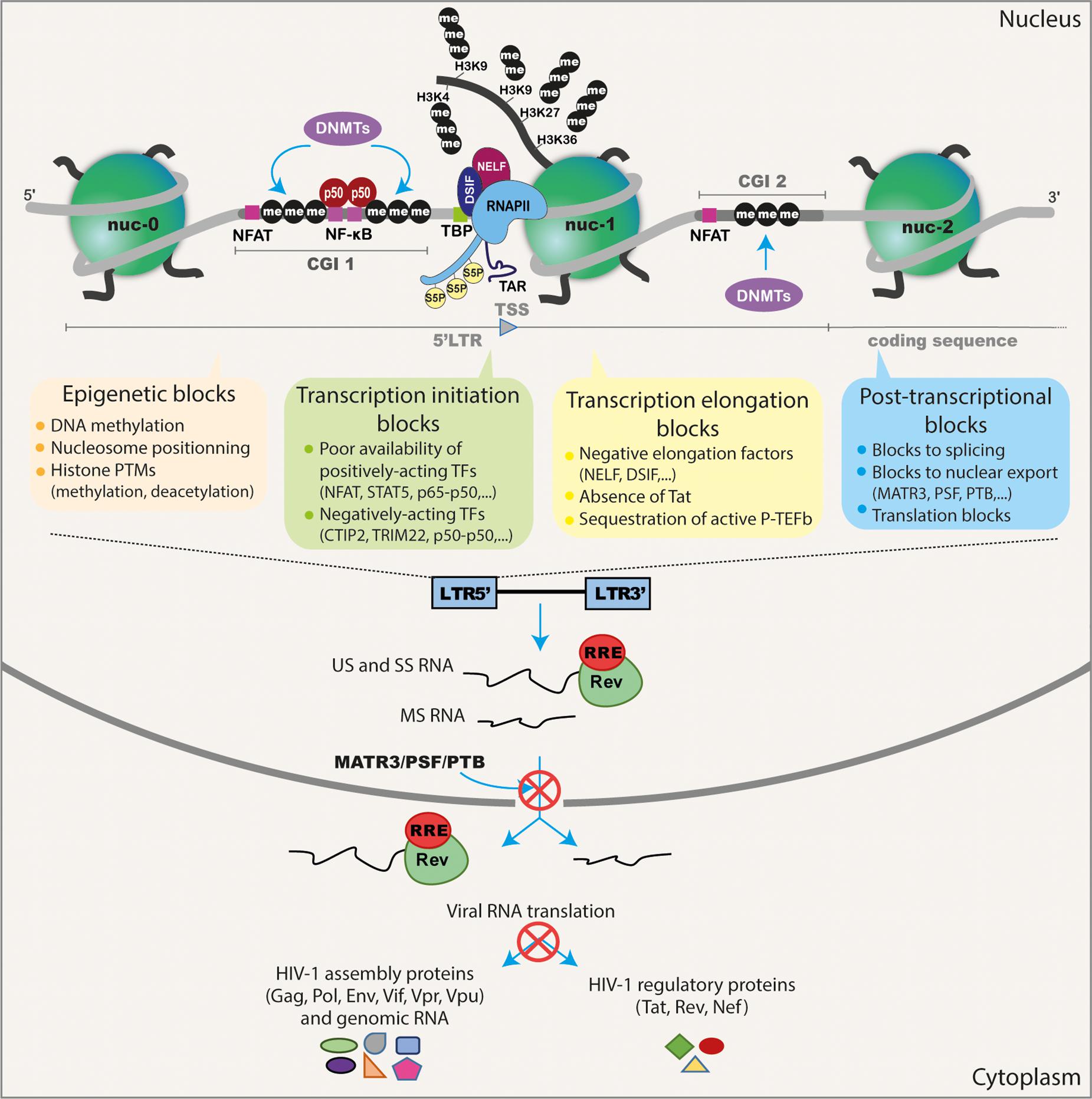 Frontiers Current Status Of Latency Reversing Agents Facing The Heterogeneity Of Hiv 1 Cellular And Tissue Reservoirs Microbiology