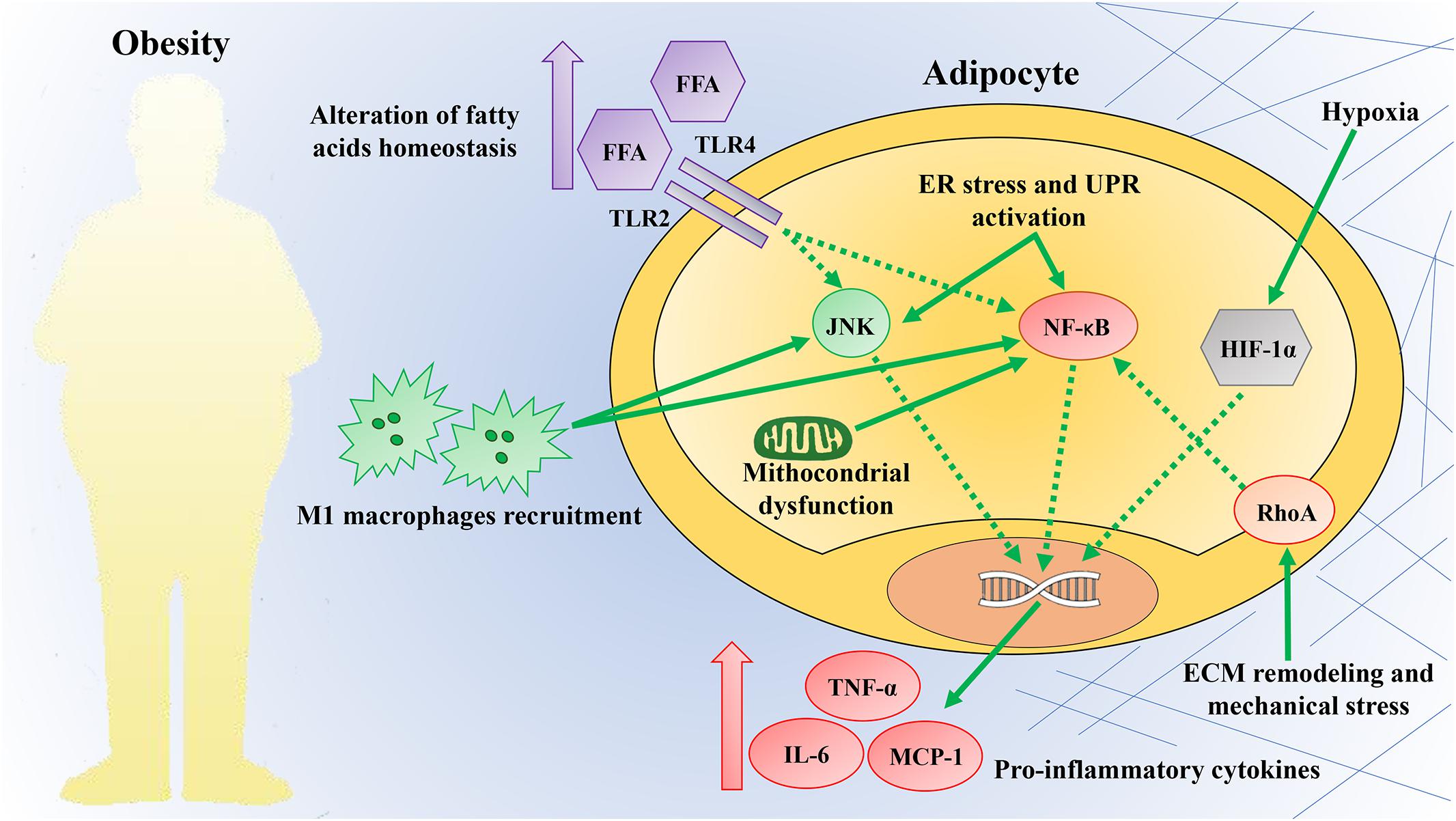 Obesity-Induced at Inflammation Triggers.