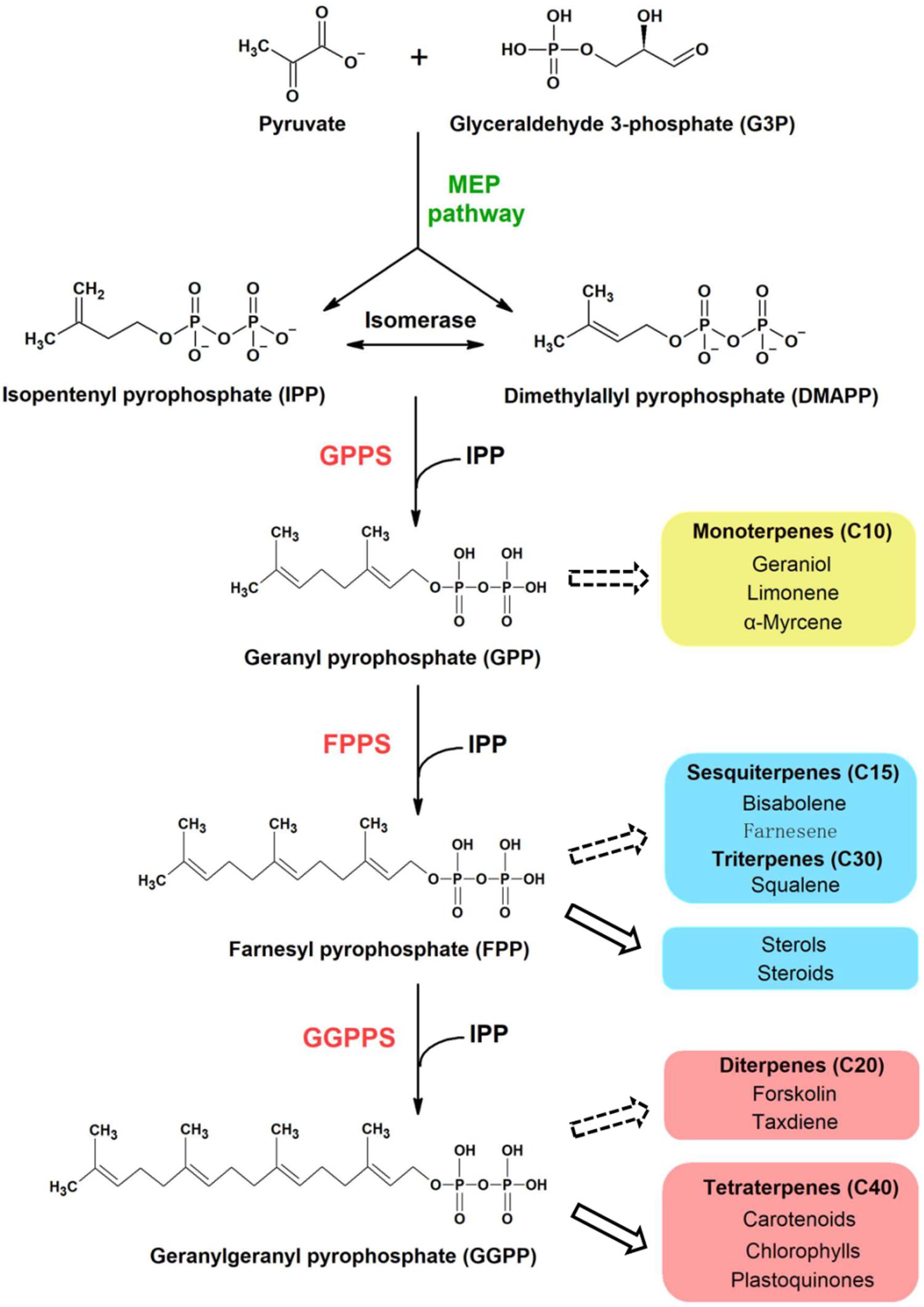 Frontiers | Crystal Structure of Geranylgeranyl Pyrophosphate Synthase ...