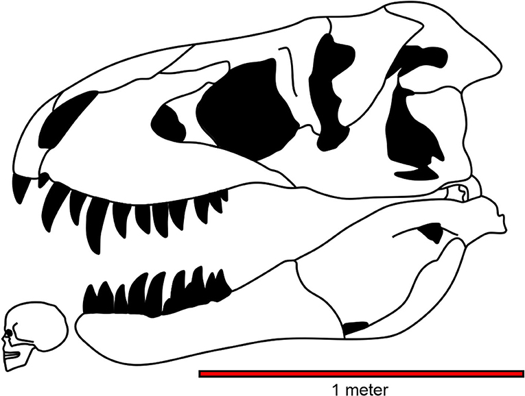 The T.rex was a massive coward – and we have the footage to prove