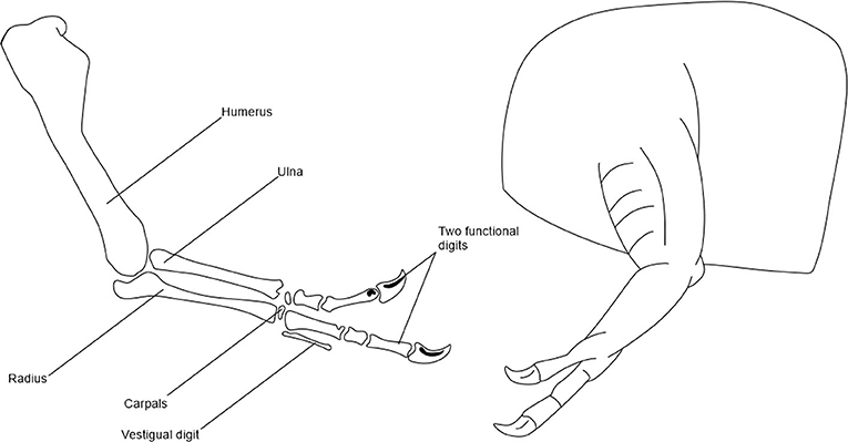 איור 2 - דיאגרמה של זרוע של ט. רקס שמראה את עצמות היד (משמאל) וכיצד היא הייתה נראית כשהחיה הייתה בחיים (מימין).