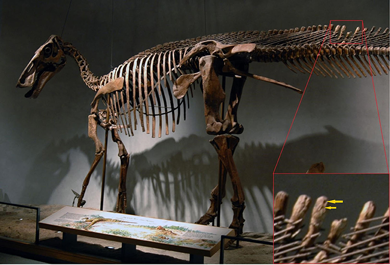 Figure 3 - In the tail of this dinosaur, Edmontosaurus annectens, there is clear evidence of predation of the tail.