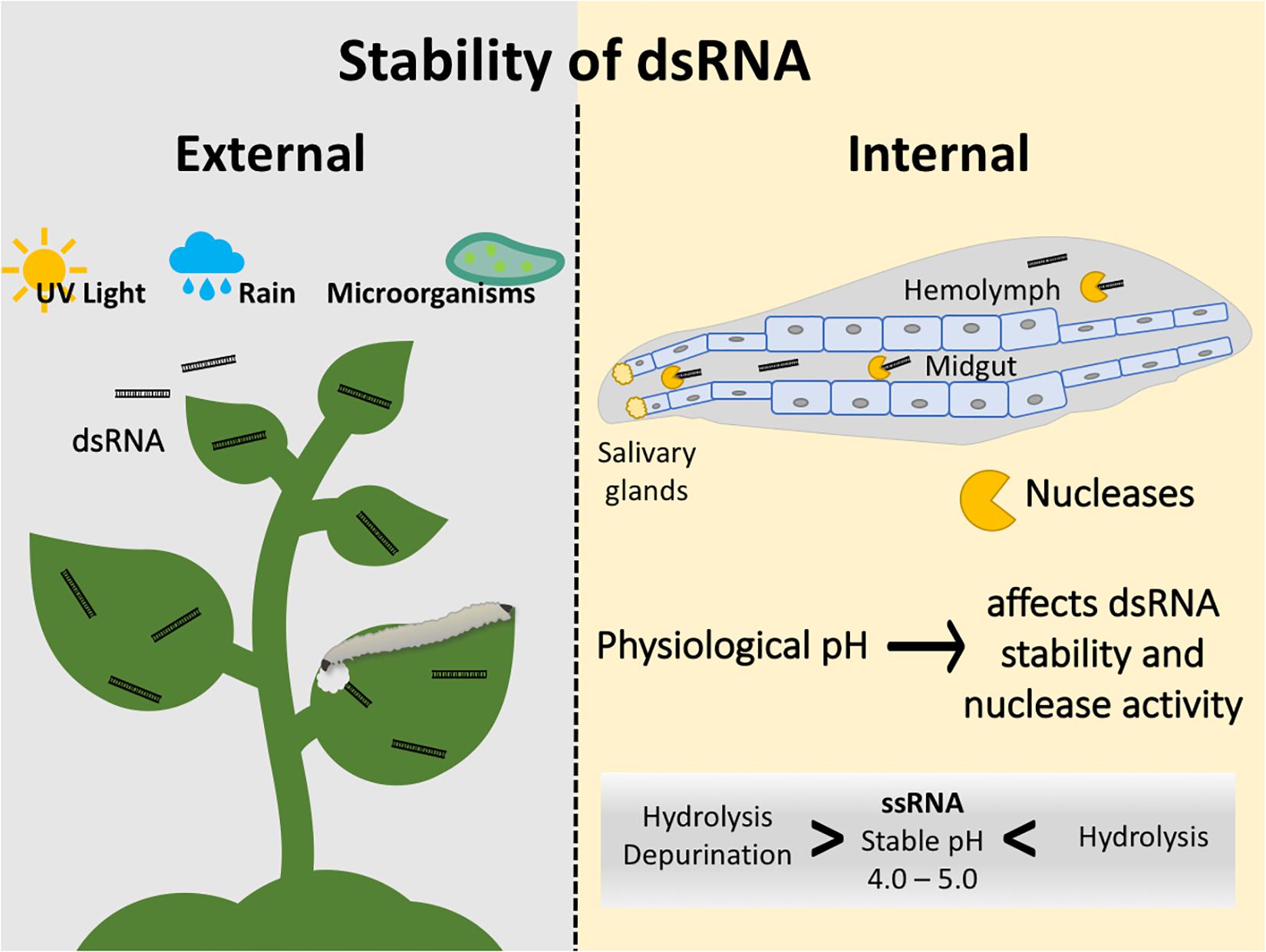 Frontiers Double Stranded Rna Technology To Control Insect Pests Current Status And Challenges Plant Science