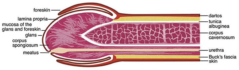 Sulcus Of Glans Penis