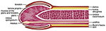 www.frontiersin.org