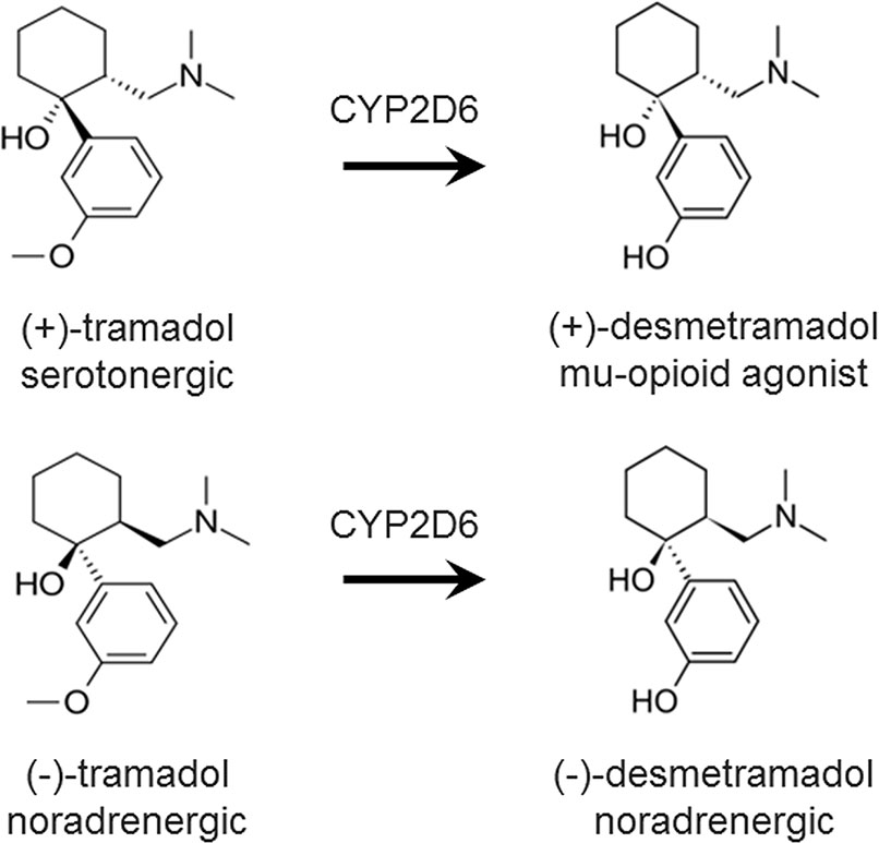 Frontiers Desmetramadol Is Identified As A G Protein Biased µ Opioid Receptor Agonist Pharmacology