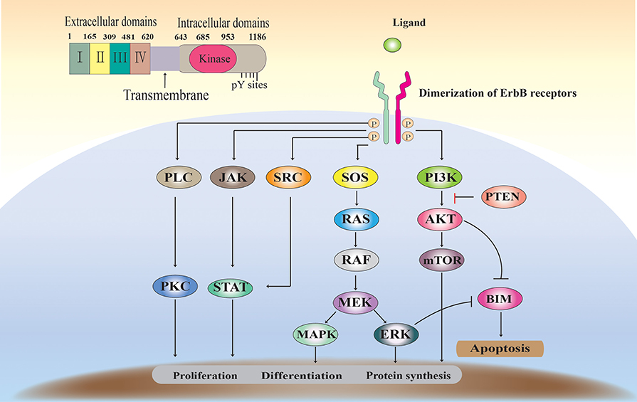 Opportunities for therapeutic antibodies directed at G-protein