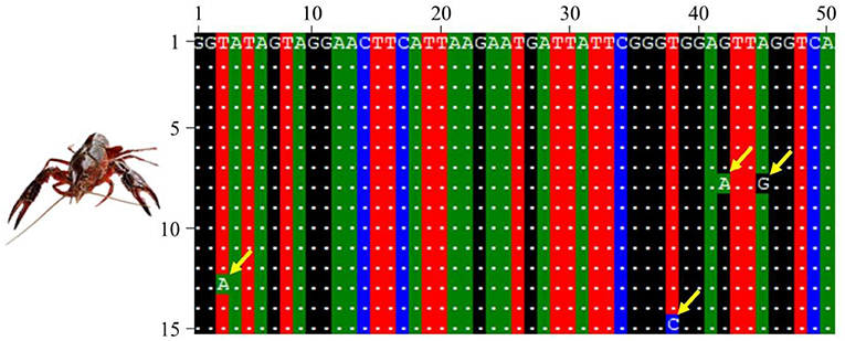 Figure 2 - Haplotype sequences of several red swamp crayfish.