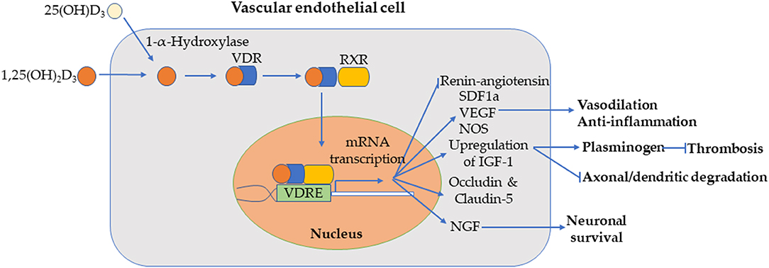 Frontiers Vitamin D And Stroke Effects On Incidence Severity And Outcome And The Potential Benefits Of Supplementation Neurology