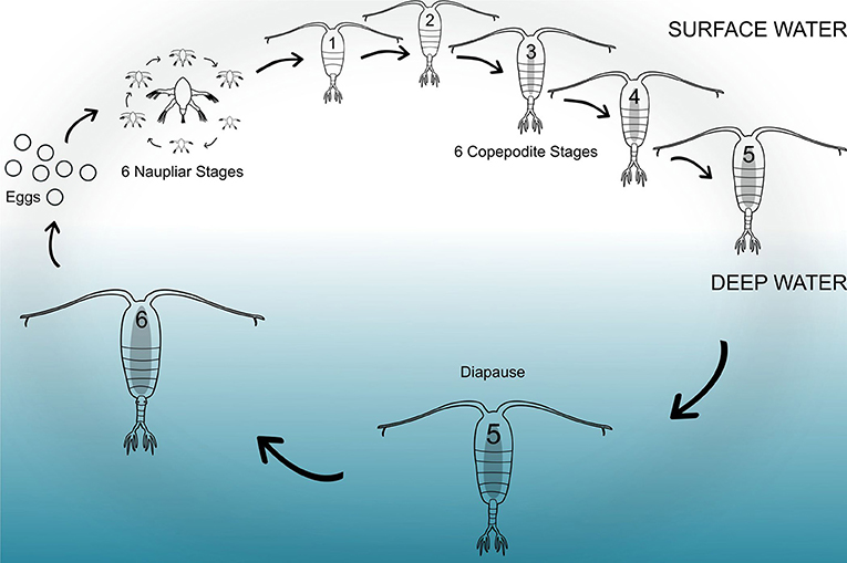 Figure 2 - The life cycle of Calanus finmarchicus spend the “active” component of their life in the upper ocean, where they grow through 12 developmental stages (6 as nauplii, and 6 as copepodites) of increasing complexity.