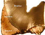 www.frontiersin.org