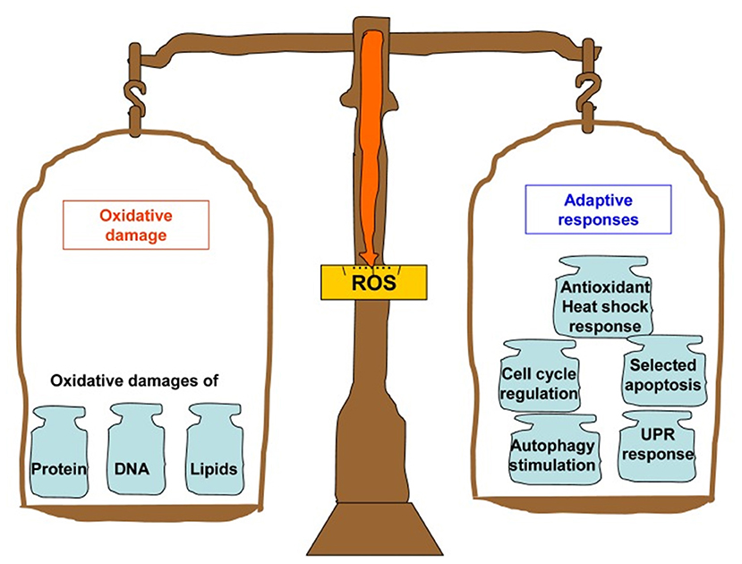 Polysorbate, the Good, the Bad and the Ugly