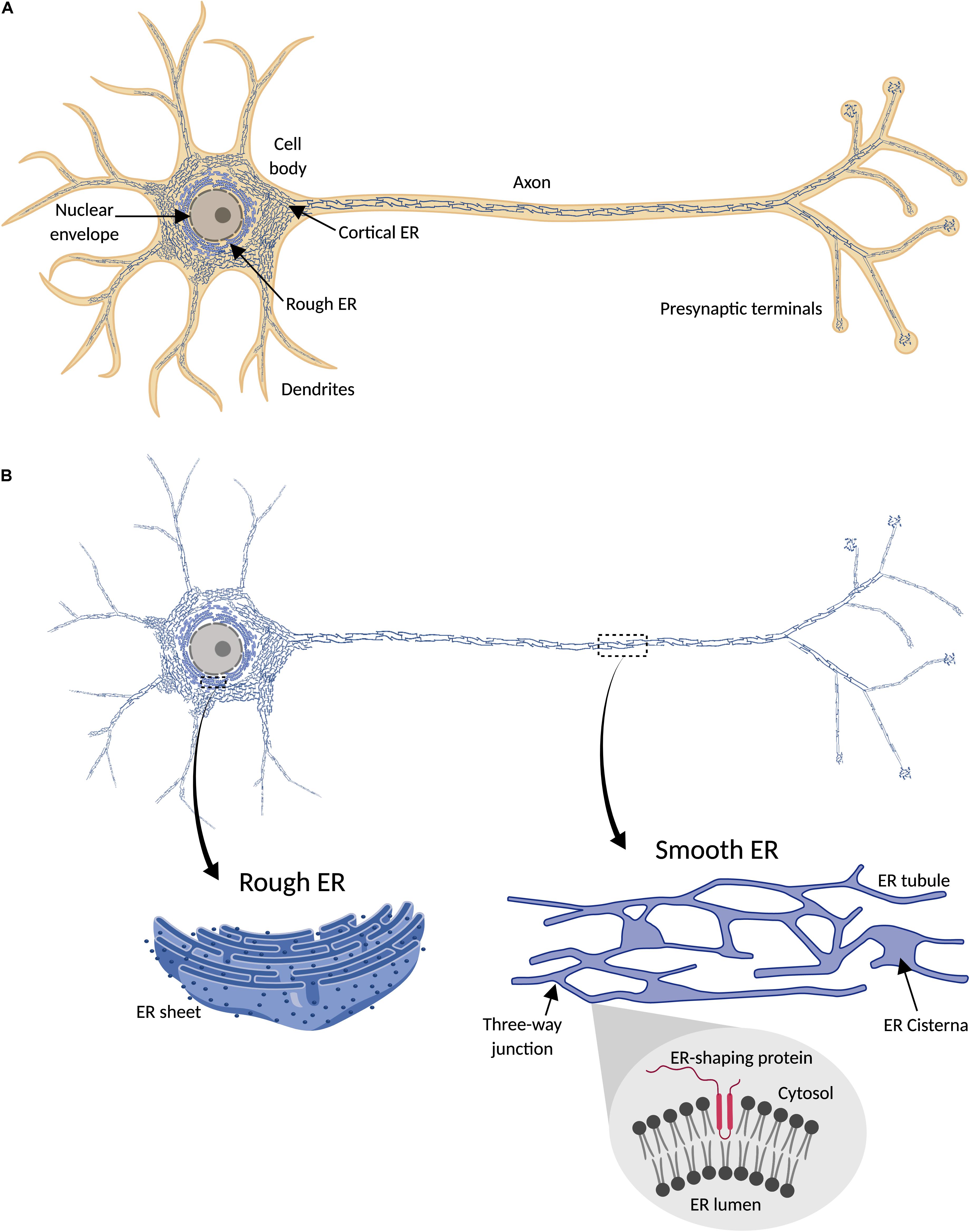 Frontiers Axonal Endoplasmic Reticulum Dynamics And Its Roles In Neurodegeneration Neuroscience