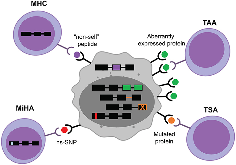 Selective tumor antigen vaccine delivery to human CD169+ antigen-presenting  cells using ganglioside-liposomes - PNAS