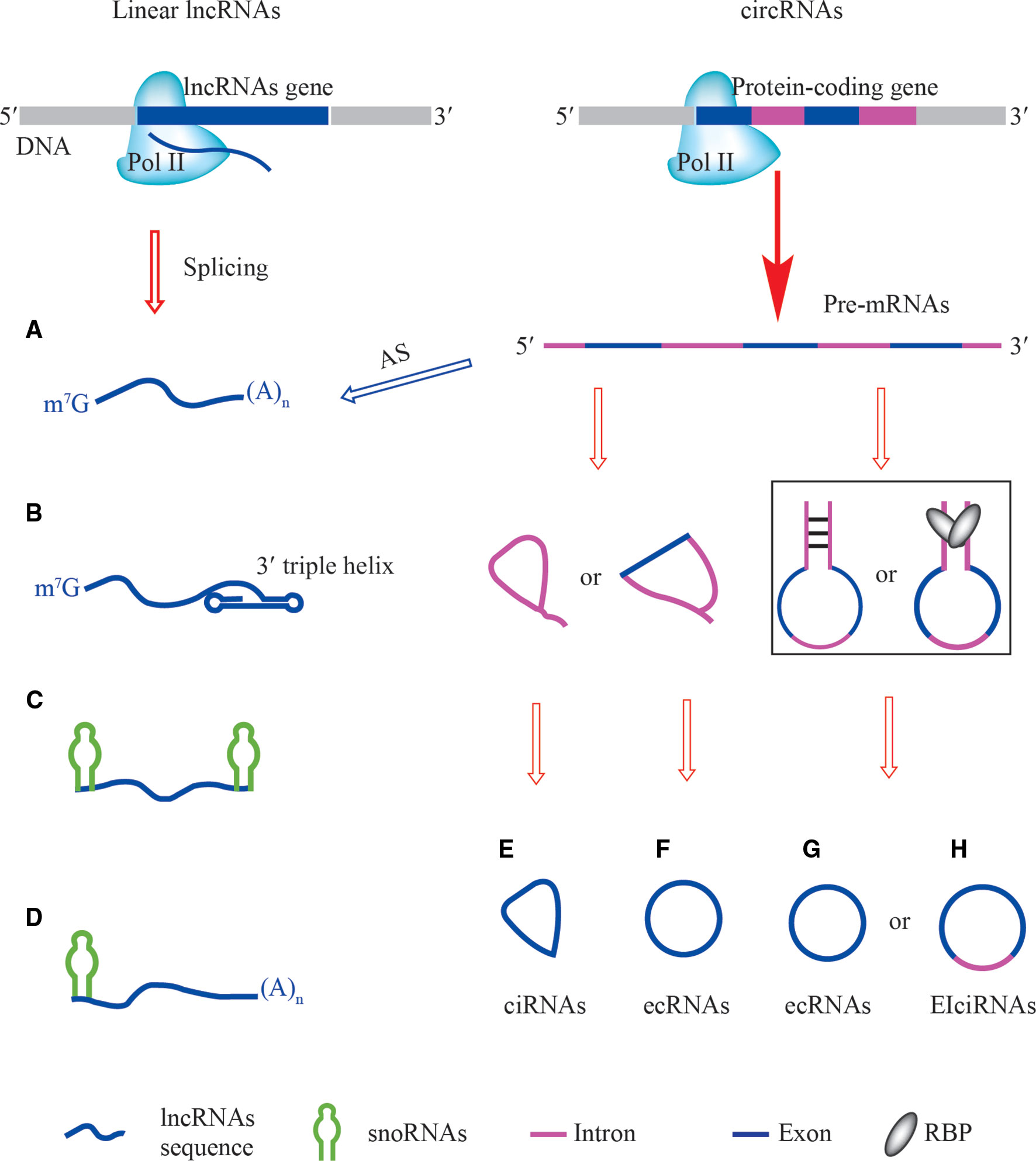 Frontiers MicroRNAs, long non-coding RNAs, and circular RNAs and