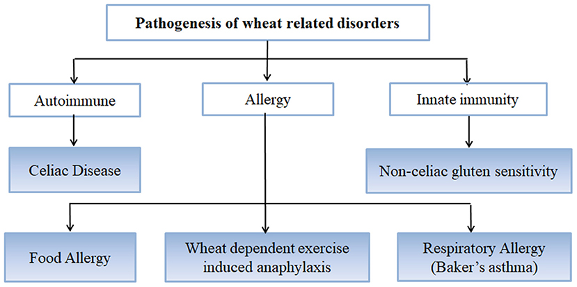 Frontiers Pathogenesis Of Celiac Disease And Other Gluten Related Disorders In Wheat And Strategies For Mitigating Them Nutrition