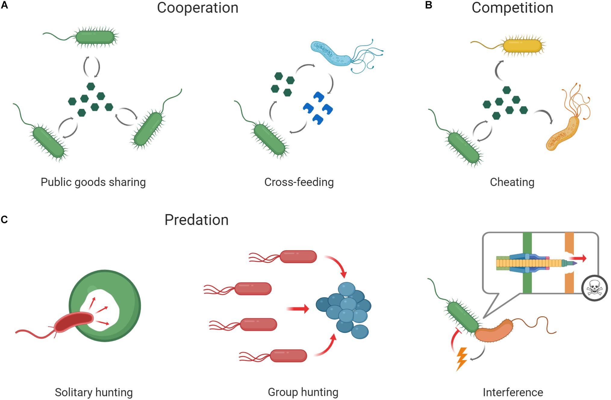 Frontiers | Cooperation and Conflict Within the Microbiota and Their Effects On Animal Hosts Frontiers | Cooperation and Conflict Within the Microbiota and Their Effects On Animal Hosts