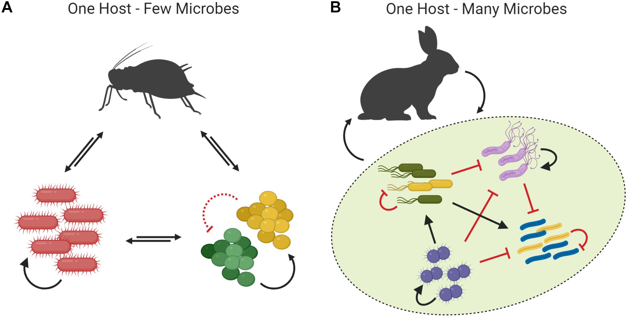 Frontiers | Cooperation and Conflict Within the Microbiota and Their Effects On Animal Hosts Frontiers | Cooperation and Conflict Within the Microbiota and Their Effects On Animal Hosts