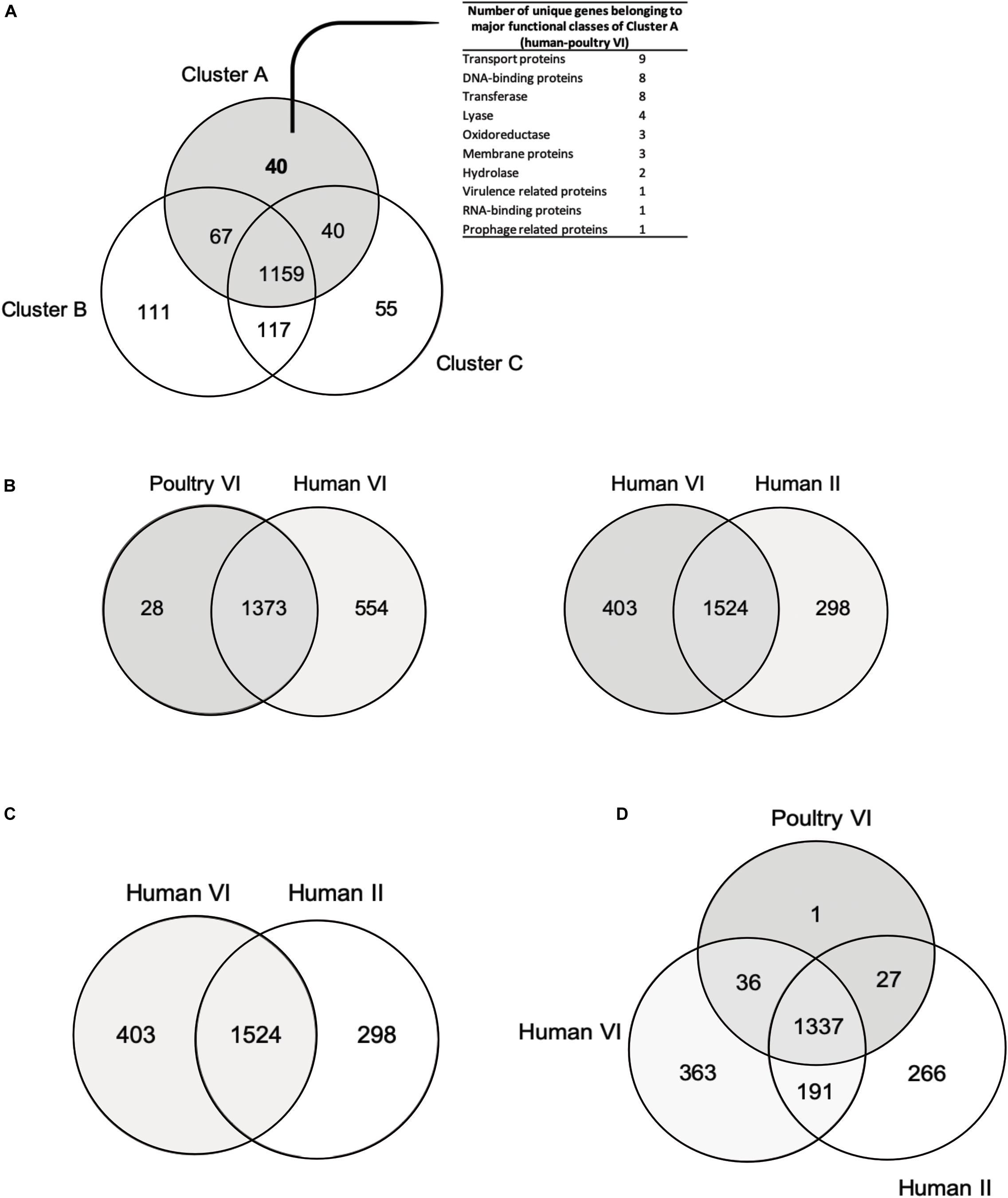 Frontiers | Isolation and Comparative Genomic Analysis of Reuterin ...