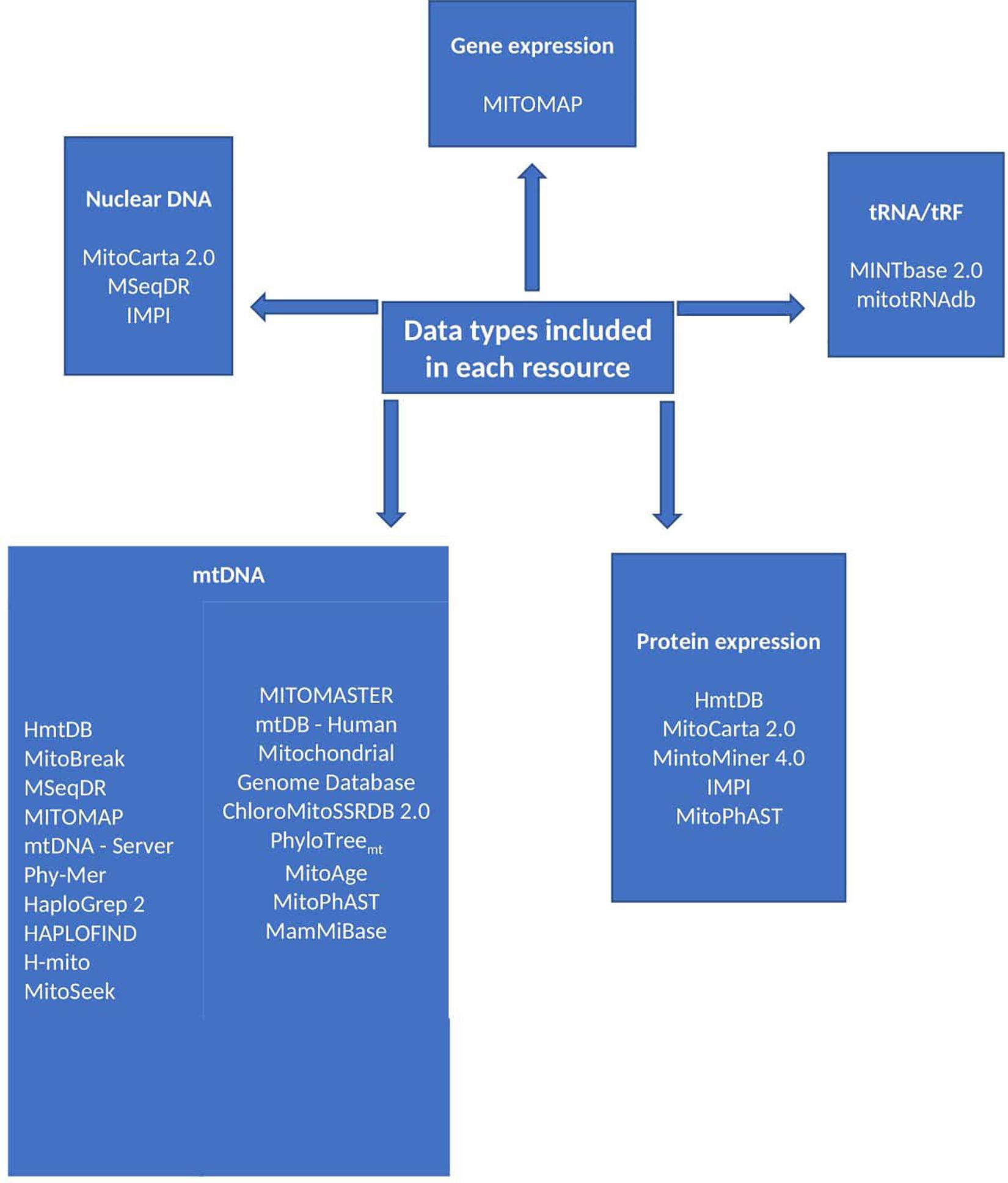 Niemann-Pick type C disease is associated with mtDNA disorganization.