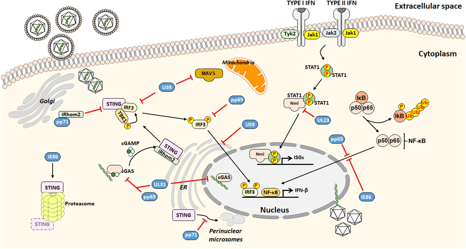Herpes simplex virus enhances chemokine function through modulation of  receptor trafficking and oligomerization