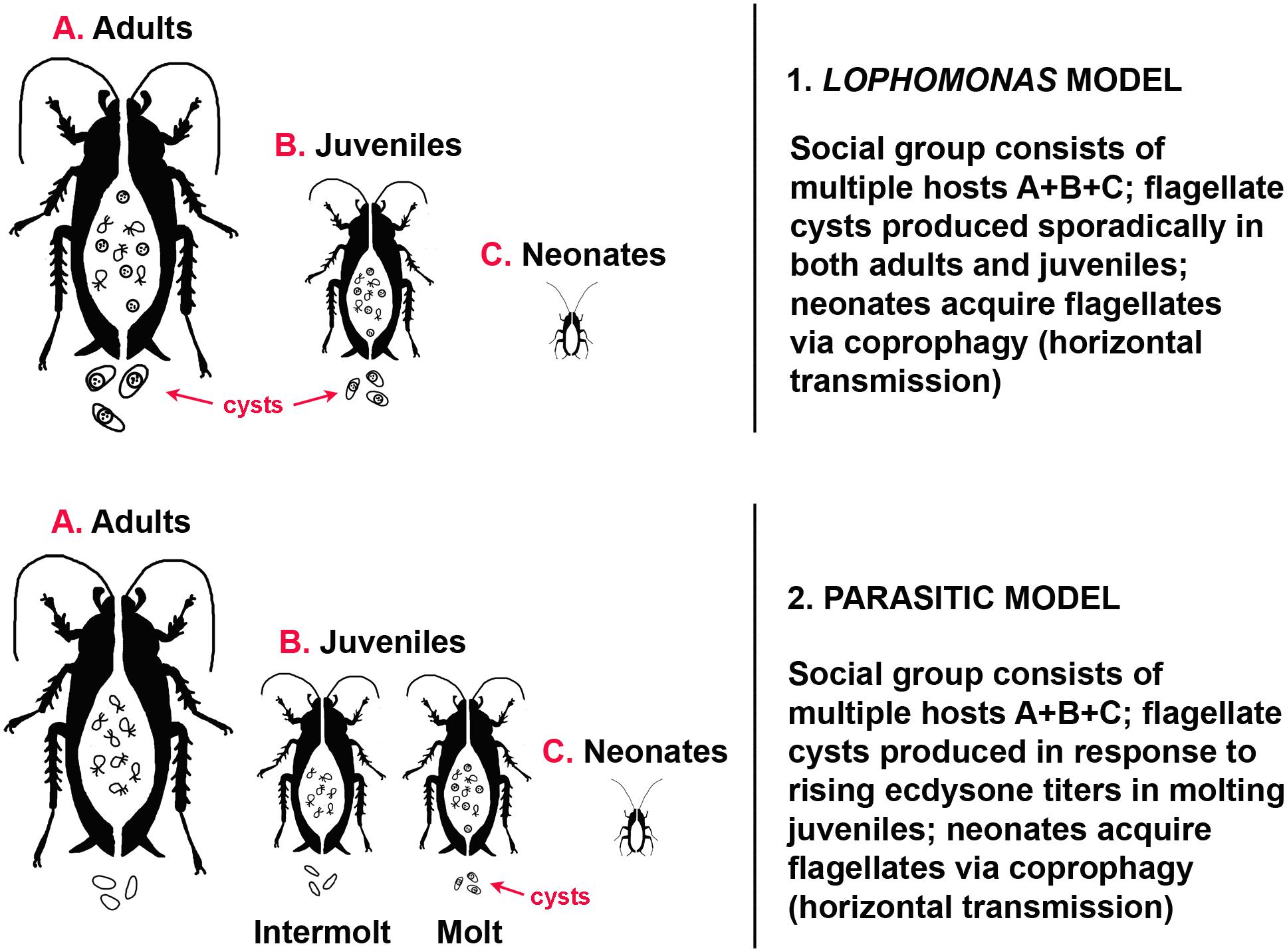 How Does an Amoeba Obtain Its Food: Essential Nutrition Insights