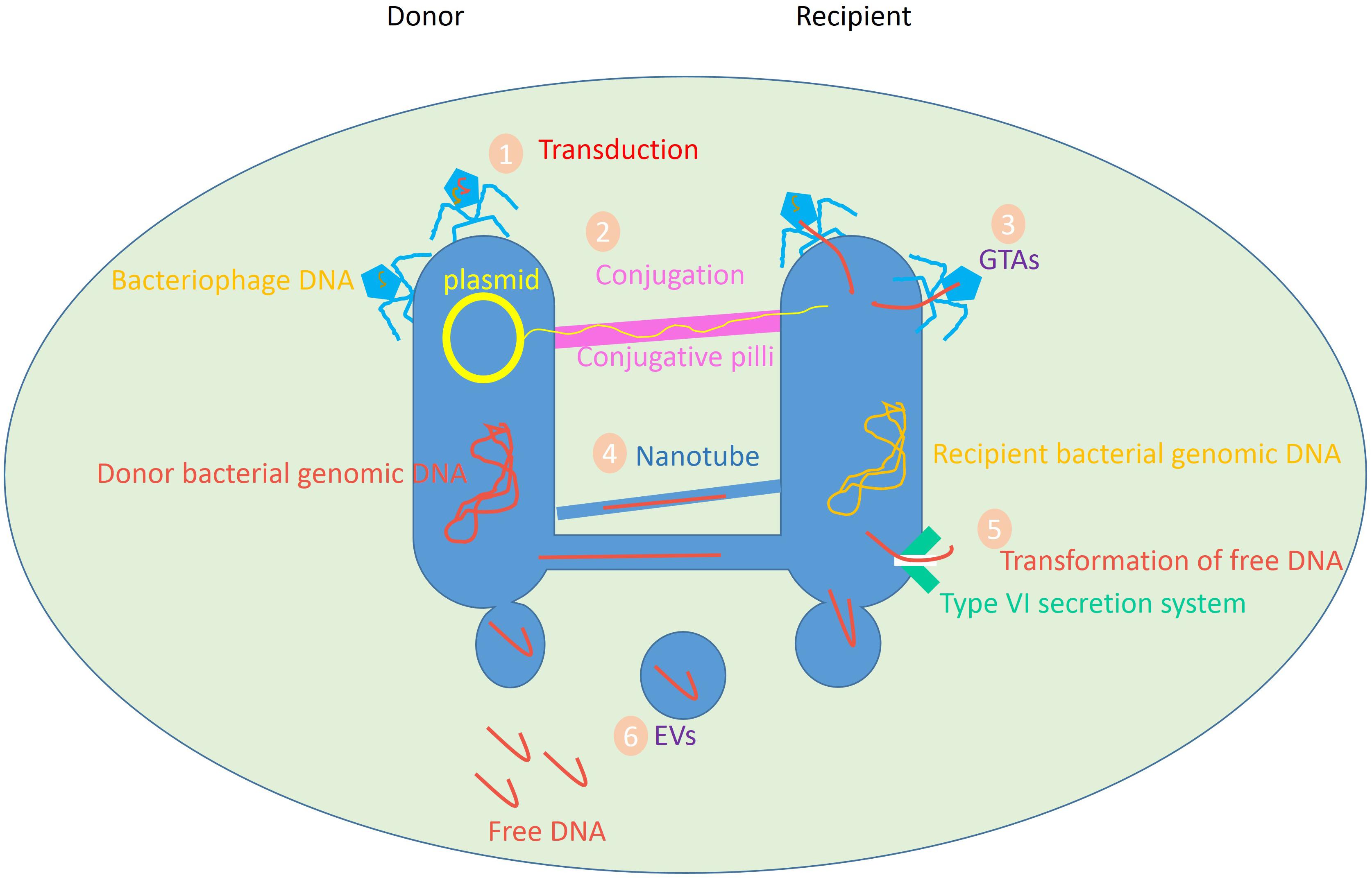 Frontiers Horizontal Gene Transfer From Evolutionary Flexibility To Disease Progression Cell And Developmental Biology